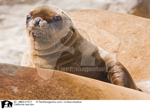 California sea lion / MBS-01571