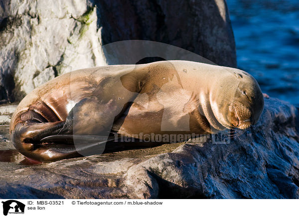 sea lion / MBS-03521