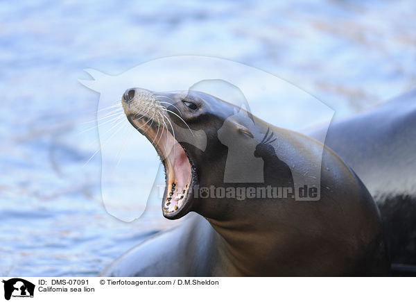 California sea lion / DMS-07091