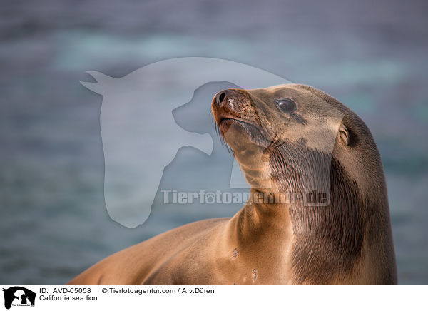 California sea lion / AVD-05058