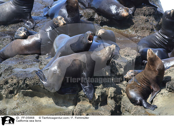 California sea lions / FF-05868