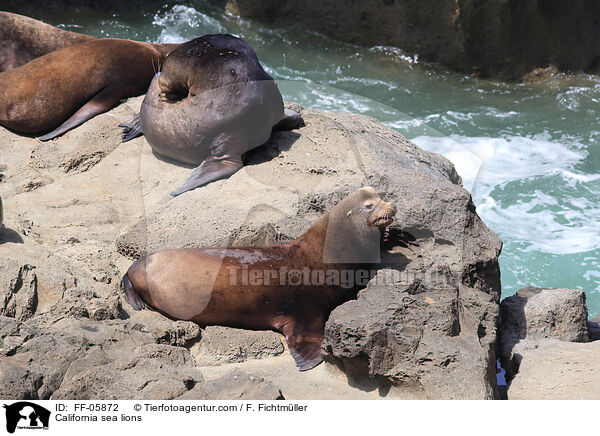 California sea lions / FF-05872