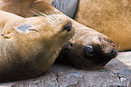 California sea lions