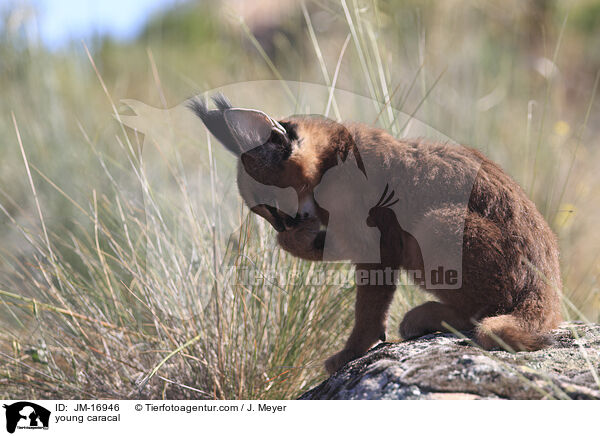 junger Karakal / young caracal / JM-16946