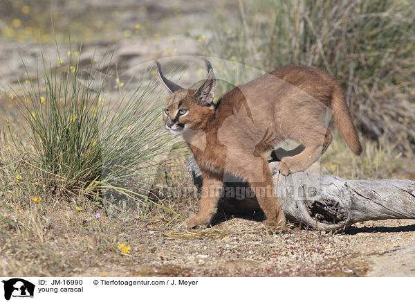 young caracal / JM-16990