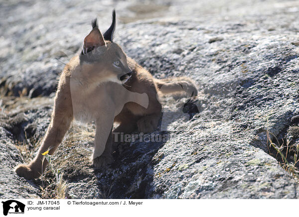 young caracal / JM-17045