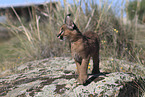 young caracal