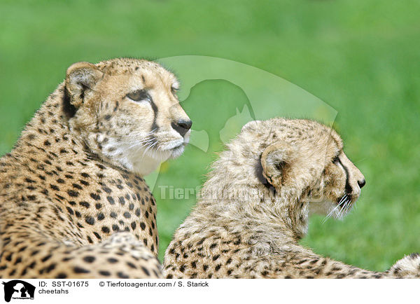 Geparden / cheetahs / SST-01675