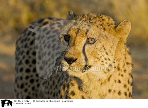 Gepard Portrait / cheetah portrait / HJ-01967