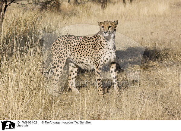 Gepard / cheetah / WS-03402