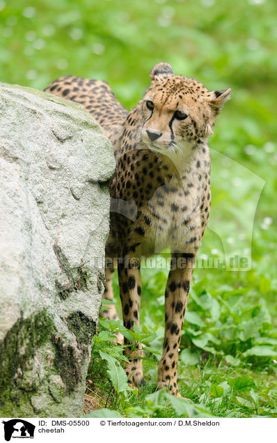Gepard / cheetah / DMS-05500