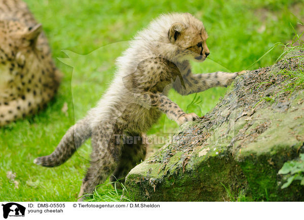 junger Gepard / young cheetah / DMS-05505