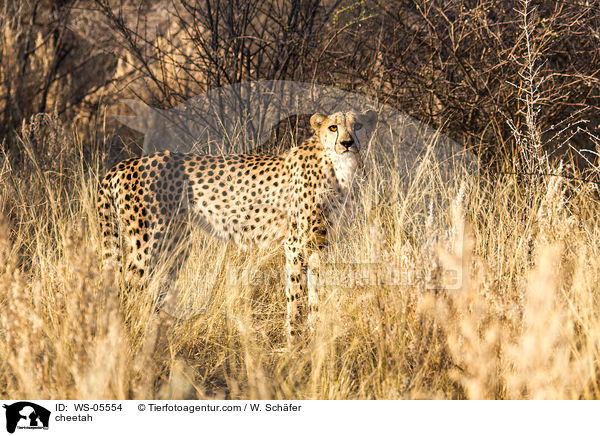 Gepard / cheetah / WS-05554