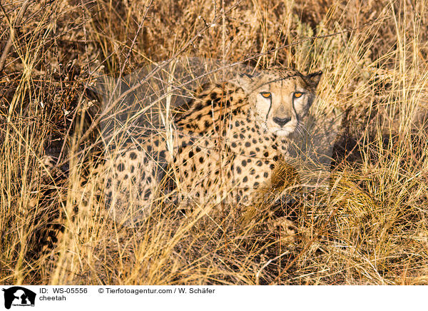 Gepard / cheetah / WS-05556