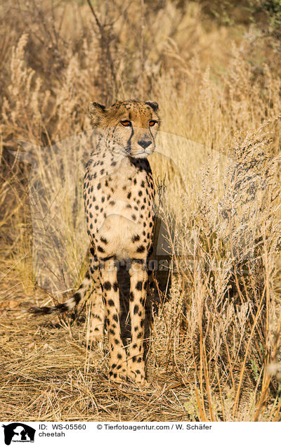 Gepard / cheetah / WS-05560