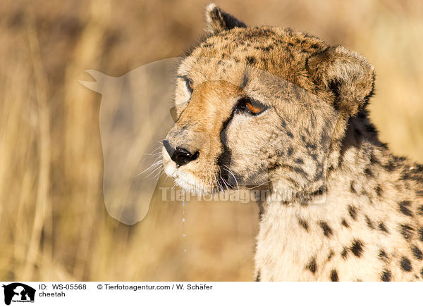 Gepard / cheetah / WS-05568