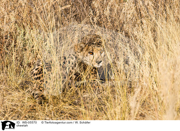 Gepard / cheetah / WS-05570