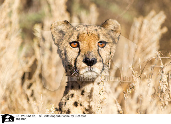 Gepard / cheetah / WS-05572
