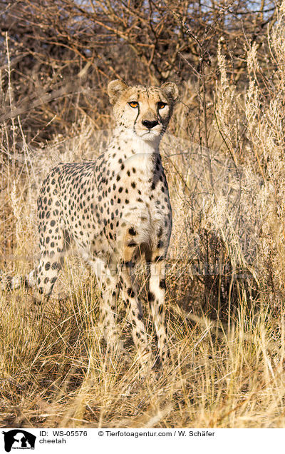Gepard / cheetah / WS-05576