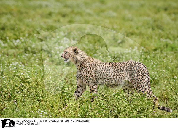 laufender Gepard / walking Cheetah / JR-04352