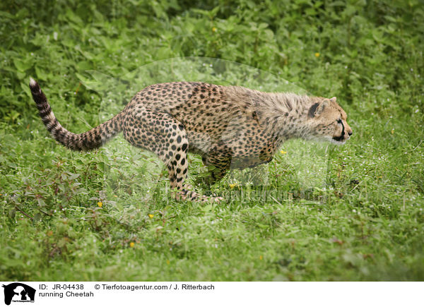 rennender Gepard / running Cheetah / JR-04438