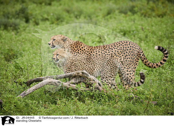 stehende Geparden / standing Cheetahs / JR-04445