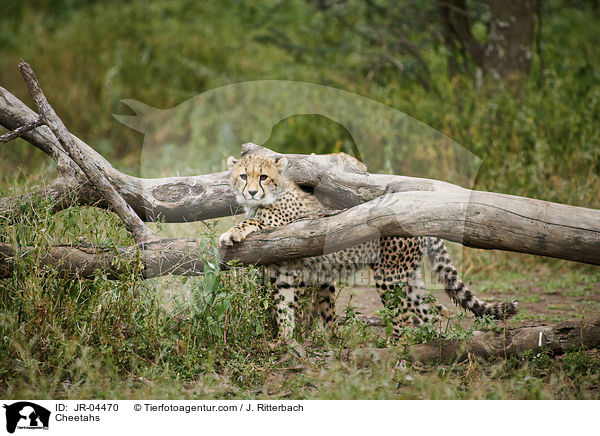 Geparden / Cheetahs / JR-04470