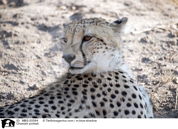 Gepard Portrait / Cheetah portrait / MBS-20584