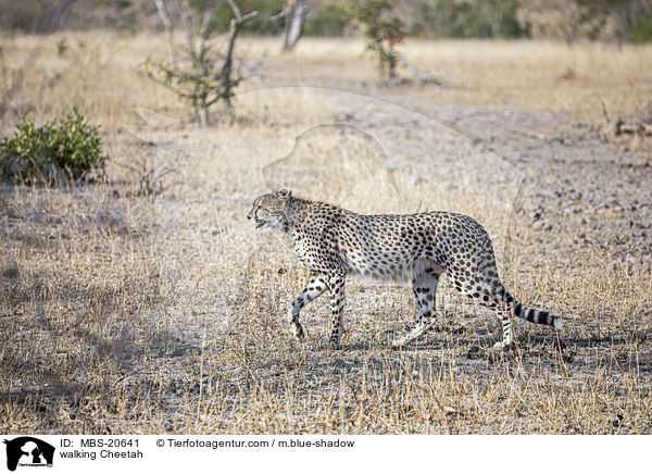 laufender Gepard / walking Cheetah / MBS-20641