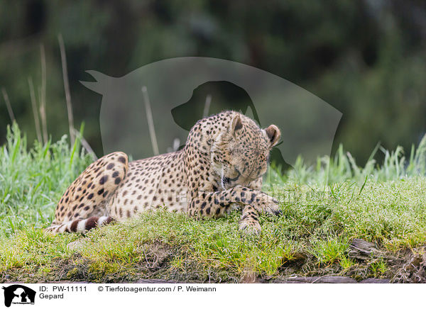 Gepard / PW-11111
