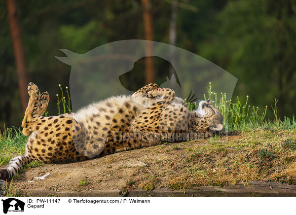 Gepard / PW-11147