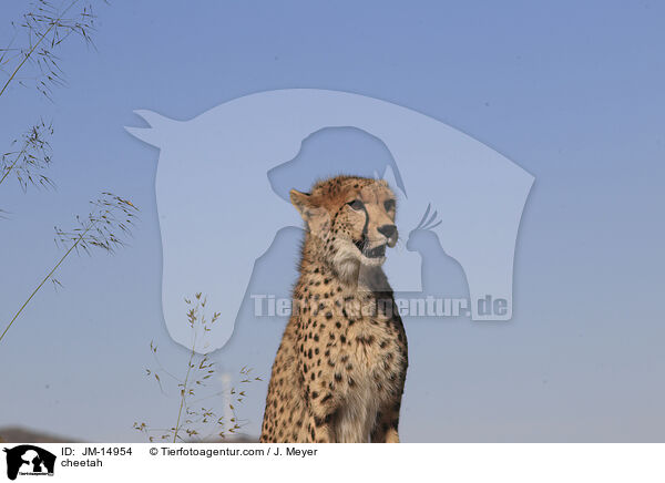 cheetah / JM-14954