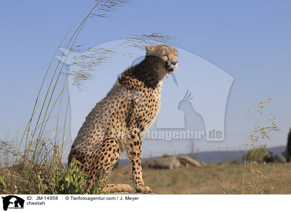 cheetah / JM-14958