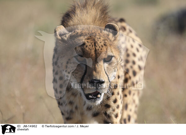 cheetah / JM-14962