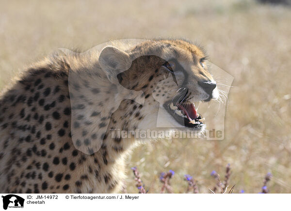 cheetah / JM-14972
