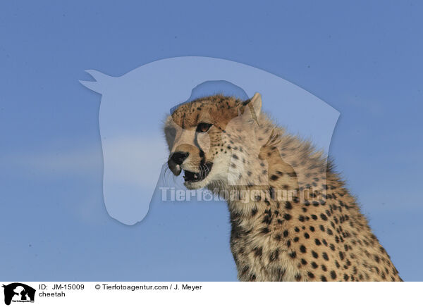 cheetah / JM-15009