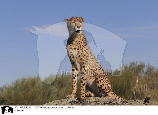 cheetah / JM-15013