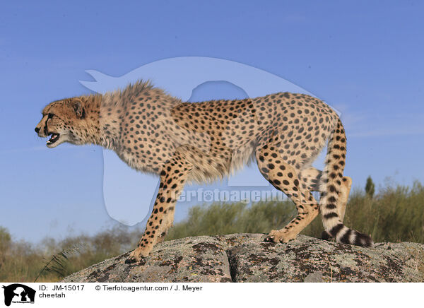 cheetah / JM-15017