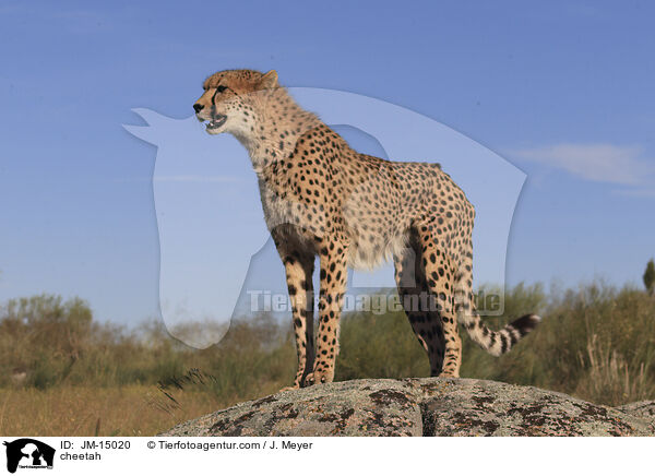 cheetah / JM-15020