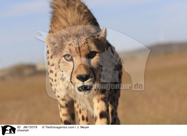 cheetah / JM-15078
