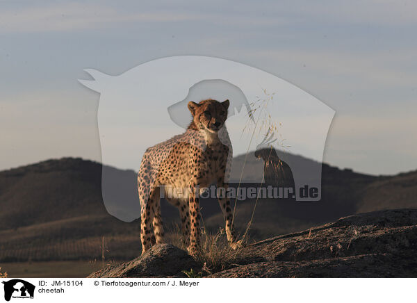 cheetah / JM-15104