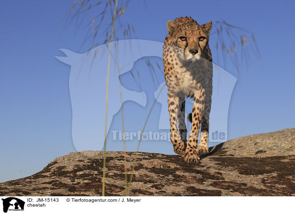 cheetah / JM-15143