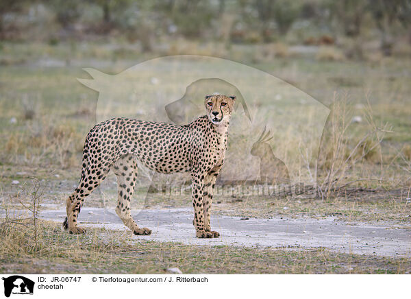 Gepard / cheetah / JR-06747