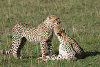 cheetahs