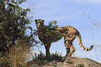 cheetah