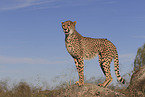 cheetah