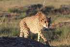 cheetah