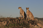 cheetahs