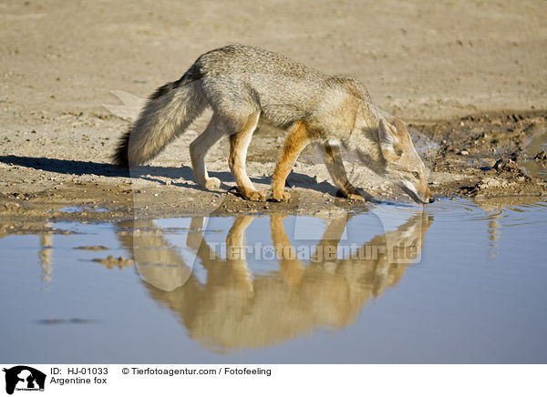 Argentinischer Kampfuchs / Argentine fox / HJ-01033