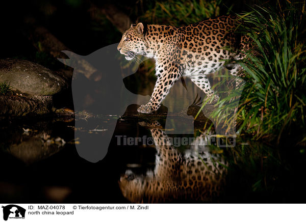 Chinaleopard / north china leopard / MAZ-04078